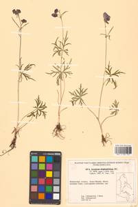 Aconitum delphinifolium DC., Siberia, Russian Far East (S6) (Russia)