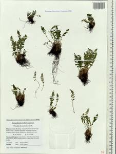 Woodsia ilvensis (L.) R. Br., Eastern Europe, Northern region (E1) (Russia)