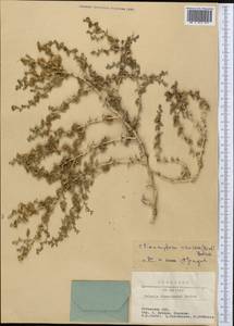 Climacoptera crassa M. Bieb., Middle Asia, Syr-Darian deserts & Kyzylkum (M7) (Uzbekistan)