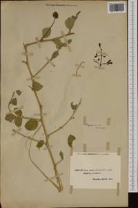 Capparis spinosa, Western Europe (EUR) (Not classified)