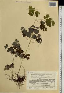 Thalictrum minus subsp. thunbergii (DC.) Vorosch., Siberia, Chukotka & Kamchatka (S7) (Russia)