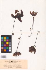 MHA 0 162 540, Pinguicula vulgaris L., Eastern Europe, North-Western region (E2) (Russia)