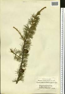 Larix sibirica Ledeb., Siberia, Altai & Sayany Mountains (S2) (Russia)