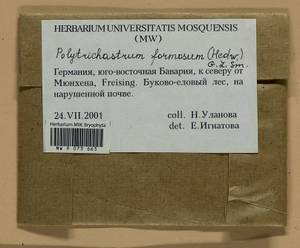 Polytrichum formosum Hedw., Bryophytes, Bryophytes - Western Europe (BEu) (Germany)