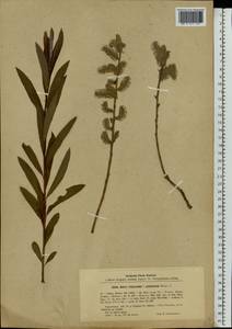 Salix viminalis L., Eastern Europe, Latvia (E2b) (Latvia)