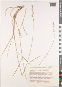 Elymus lanceolatus (Scribn. & J.G.Sm.) Gould, Siberia, Yakutia (S5) (Russia)