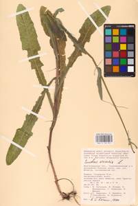 Sonchus arvensis L., Eastern Europe, Lower Volga region (E9) (Russia)