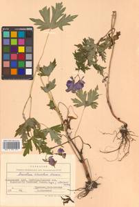 Aconitum sczukinii Turcz., Siberia, Russian Far East (S6) (Russia)