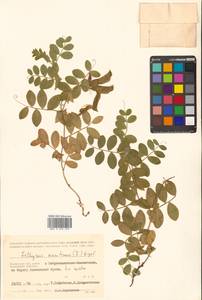 Lathyrus japonicus var. maritimus (L.) J.T.Kartesz & Gandhi, Siberia, Chukotka & Kamchatka (S7) (Russia)