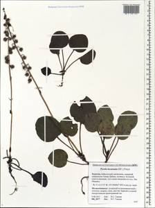 Pyrola asarifolia subsp. incarnata (DC.) A. E. Murray, Siberia, Baikal & Transbaikal region (S4) (Russia)