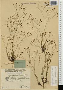 Gypsophila elegans M. Bieb., Caucasus, South Ossetia (K4b) (South Ossetia)