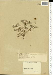 Tripleurospermum inodorum (L.) Sch.-Bip, Eastern Europe, Middle Volga region (E8) (Russia)