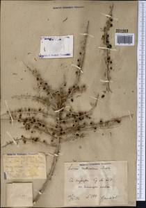 Lycium ruthenicum Murray, Middle Asia, Syr-Darian deserts & Kyzylkum (M7) (Uzbekistan)