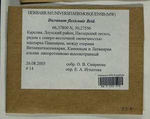 Dicranum flexicaule Brid., Bryophytes, Bryophytes - Karelia, Leningrad & Murmansk Oblasts (B4) (Russia)