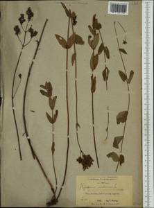 Hypericum montanum L., Western Europe (EUR) (Poland)