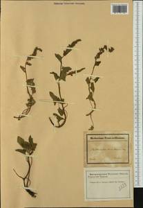 Blitum bonus-henricus (L.) Rchb., Western Europe (EUR) (France)