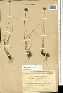 Allium saxatile M.Bieb. , nom. cons. prop., Caucasus, Black Sea Shore (from Novorossiysk to Adler) (K3) (Russia)