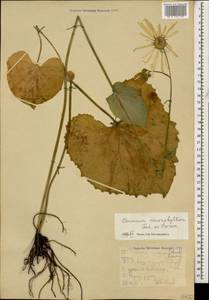 Doronicum macrophyllum Fisch., Caucasus, Stavropol Krai, Karachay-Cherkessia & Kabardino-Balkaria (K1b) (Russia)