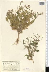 Strigosella africana (L.) Botsch., Middle Asia, Kopet Dag, Badkhyz, Small & Great Balkhan (M1) (Turkmenistan)