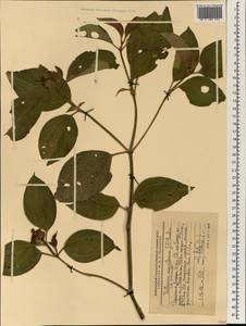 Tristemma mauritianum J.F.Gmel., Africa (AFR) (Ethiopia)