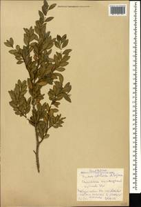 Buxus sempervirens L., Caucasus, Georgia (K4) (Georgia)