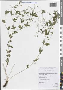 Potentilla erecta (L.) Raeusch., Eastern Europe, Moscow region (E4a) (Russia)