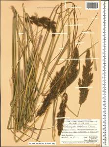 Calamagrostis balkharica P.A.Smirn., Caucasus, Stavropol Krai, Karachay-Cherkessia & Kabardino-Balkaria (K1b) (Russia)