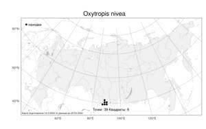 Oxytropis nivea Bunge, Atlas of the Russian Flora (FLORUS) (Russia)