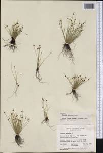 Isolepis setacea (L.) R.Br., America (AMER) (Canada)