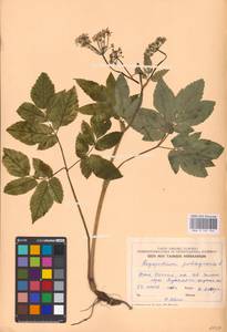 Aegopodium podagraria L., Eastern Europe, Estonia (E2c) (Estonia)