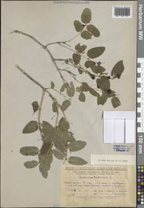 Lonicera tatarica L., Eastern Europe, Lower Volga region (E9) (Russia)