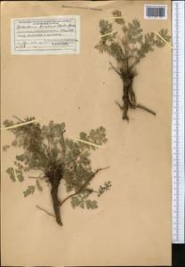 Kitagawia baicalensis (Redowsky ex Willd.) Pimenov, Middle Asia, Muyunkumy, Balkhash & Betpak-Dala (M9) (Kazakhstan)