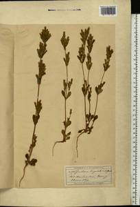 Gentianella amarella var. lingulata (C. Agardh) T. Karlsson, Eastern Europe, Moscow region (E4a) (Russia)