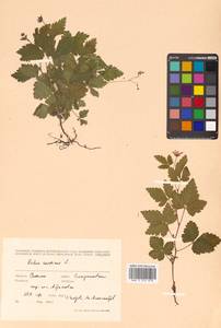 Rubus arcticus L., Siberia, Russian Far East (S6) (Russia)