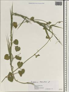 Pergularia tomentosa L., South Asia, South Asia (Asia outside ex-Soviet states and Mongolia) (ASIA) (Israel)