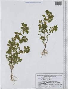 Euphorbia peplus L., Eastern Europe, Belarus (E3a) (Belarus)