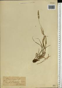 Phleum pratense L., Eastern Europe, South Ukrainian region (E12) (Ukraine)