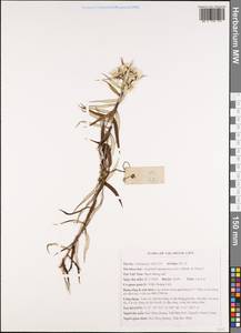 Anaphalis margaritacea (L.) Benth., South Asia, South Asia (Asia outside ex-Soviet states and Mongolia) (ASIA) (Vietnam)