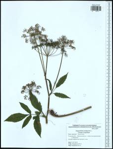 Aegopodium podagraria L., Eastern Europe, Central region (E4) (Russia)