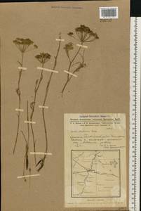 Seseli strictum Ledeb., Siberia, Western Siberia (S1) (Russia)