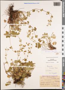 Alchemilla sericata Rchb., Caucasus, Stavropol Krai, Karachay-Cherkessia & Kabardino-Balkaria (K1b) (Russia)