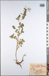 Cardamine amara L., Eastern Europe, Central region (E4) (Russia)