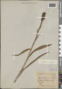 Gymnadenia conopsea (L.) R.Br., Caucasus, Georgia (K4) (Georgia)
