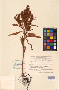 Rumex maritimus L., Eastern Europe, Lithuania (E2a) (Lithuania)