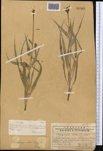 Tragopogon ruber S. G. Gmel., Middle Asia, Western Tian Shan & Karatau (M3) (Kazakhstan)