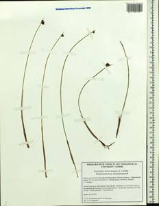 Scirpoides holoschoenus (L.) Soják, Siberia, Western Siberia (S1) (Russia)