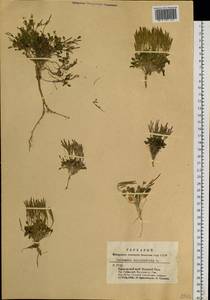 Cardamine bellidifolia L., Siberia, Altai & Sayany Mountains (S2) (Russia)