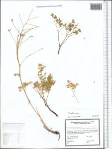 Thalictrum, Middle Asia, Pamir & Pamiro-Alai (M2) (Uzbekistan)