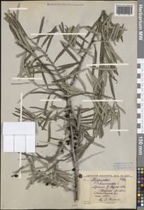 Hippophae rhamnoides L., Middle Asia, Western Tian Shan & Karatau (M3) (Kyrgyzstan)