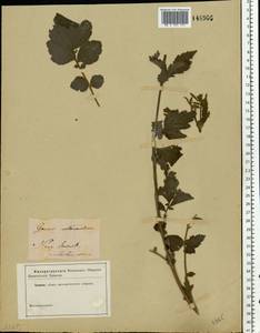 Geum × intermedium Ehrh., Eastern Europe, North Ukrainian region (E11) (Ukraine)